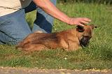 MALINOIS 028